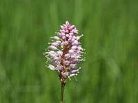 Polygonum bistorta